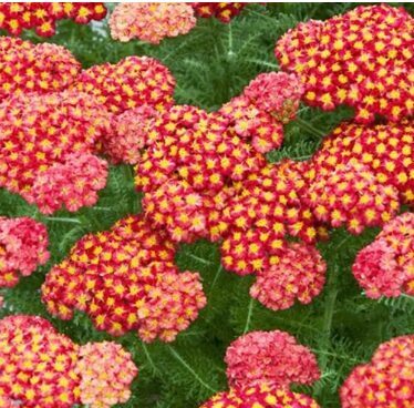 Pelašķis 'Walther Funcke'